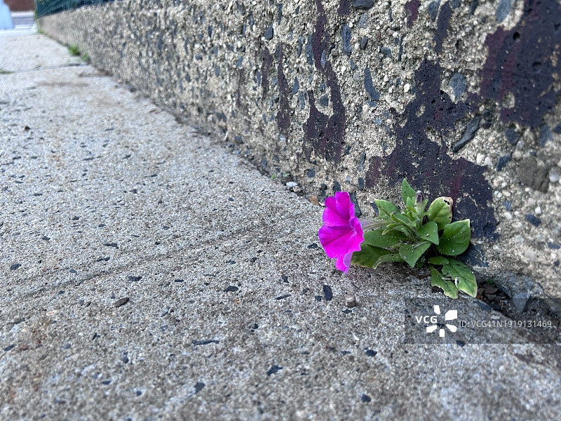 从人行道裂缝中生长的矮牵牛花图片素材