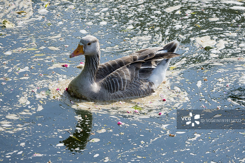 灰雁在阿宾登泰晤士河静水区游泳图片素材