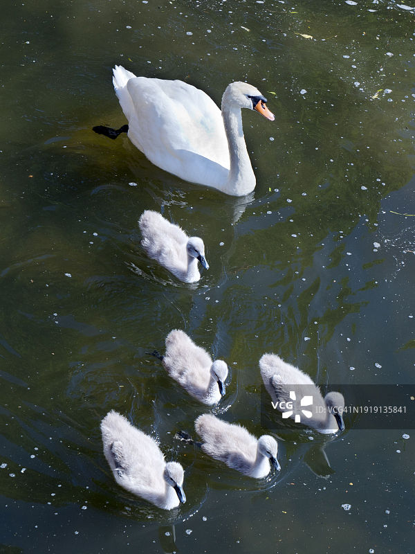 在英国阿宾登圣海伦斯码头游泳的天鹅和幼天鹅图片素材