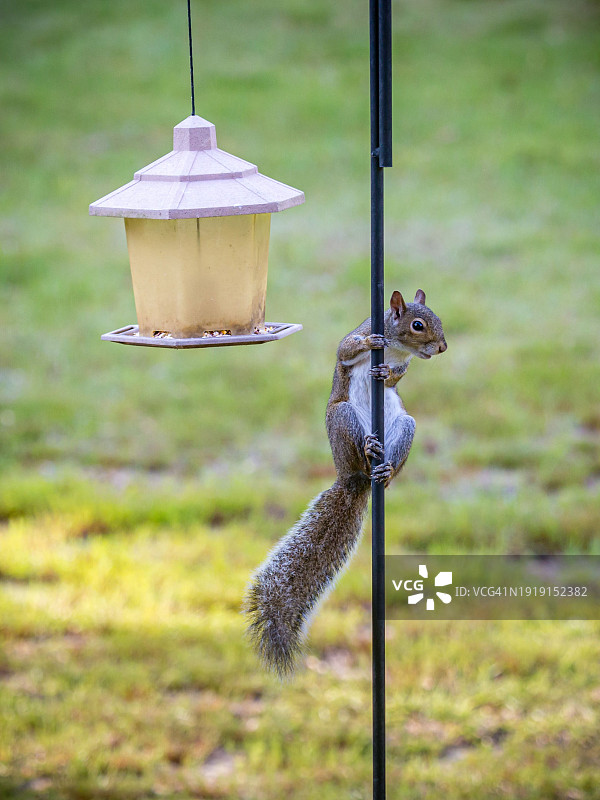 东部灰松鼠爬上光滑的钢制牧羊人弯钩，以获取美国密西西比州海湾港喂鸟器中的食物图片素材