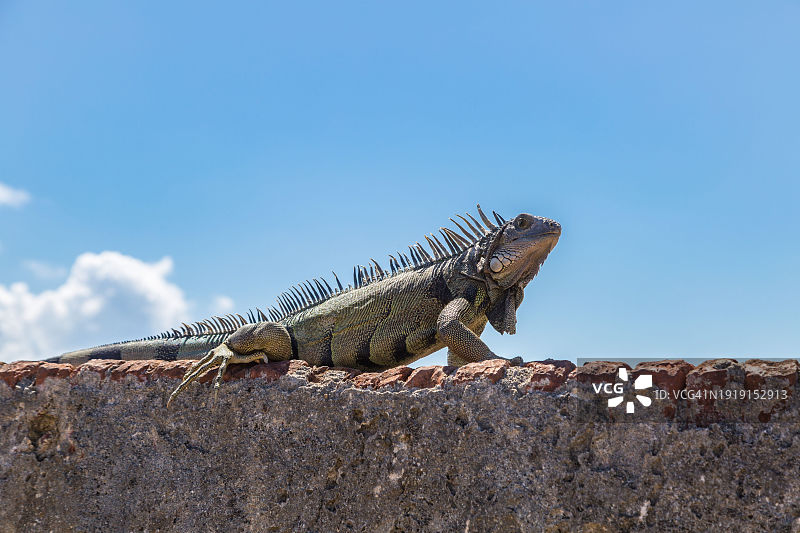 在波多黎各圣胡安的圣克里斯托瓦尔城堡石墙上休息的鬣蜥图片素材