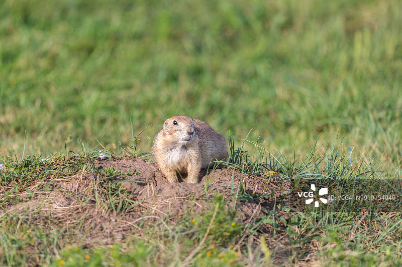 黑尾草原犬鼠站在其土墩上，位于美国南达科他州卡斯特附近的卡斯特州立公园草原图片素材
