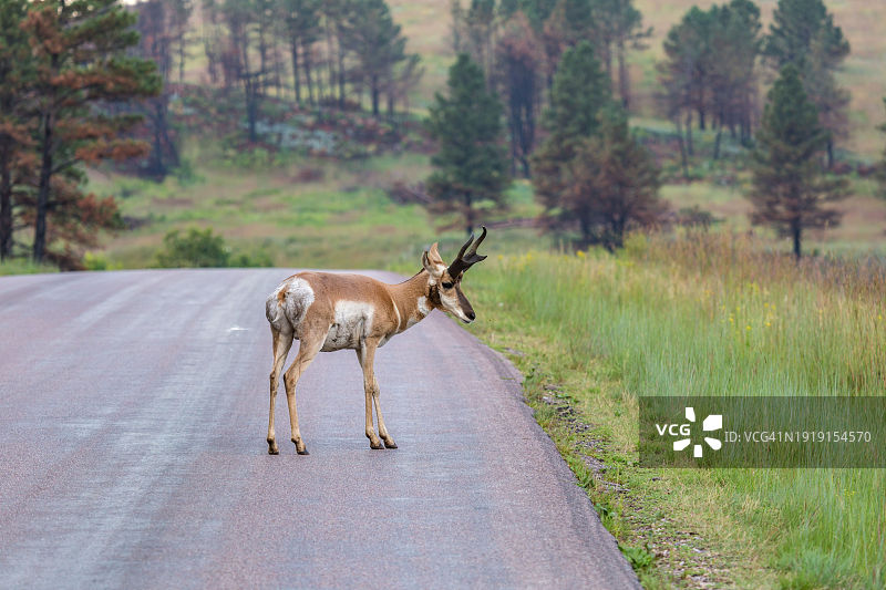 美国南达科他州卡斯特州立公园公路上的叉角羚图片素材