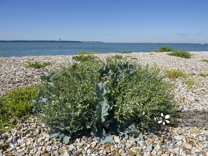 海滨海甘蓝，英国汉普郡李昂索伦特海滩图片素材