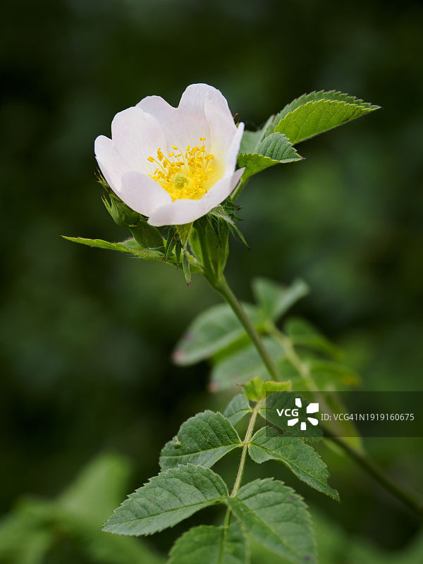 蔓蔷薇：一种具有浓郁香味的野生玫瑰，在六月和七月开花图片素材