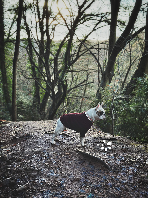 带狗徒步图片素材