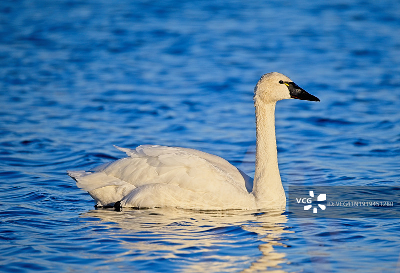 苔原天鹅图片素材