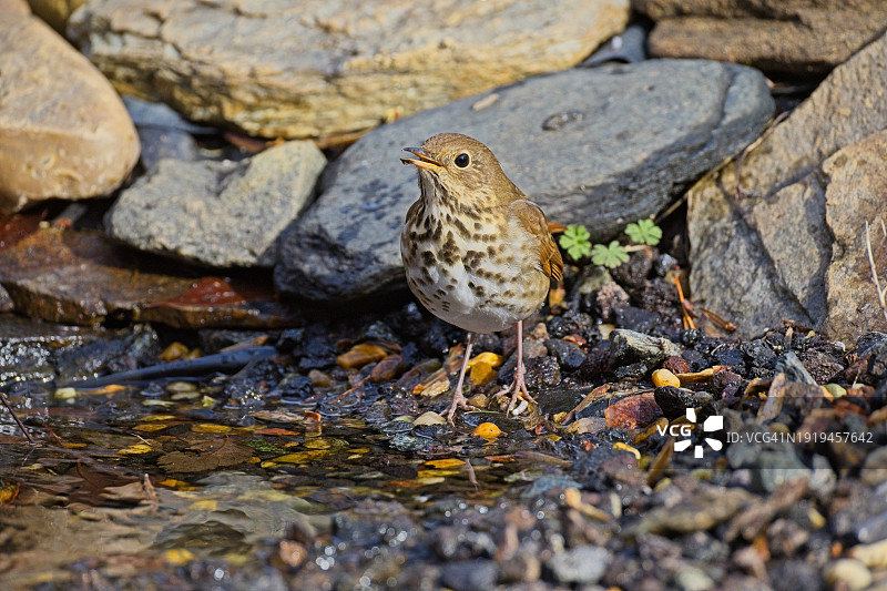 隐士鸫鸟图片素材
