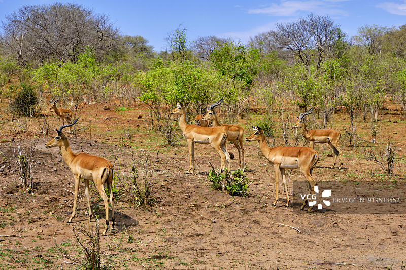博茨瓦纳西北部区乔贝国家公园图片素材