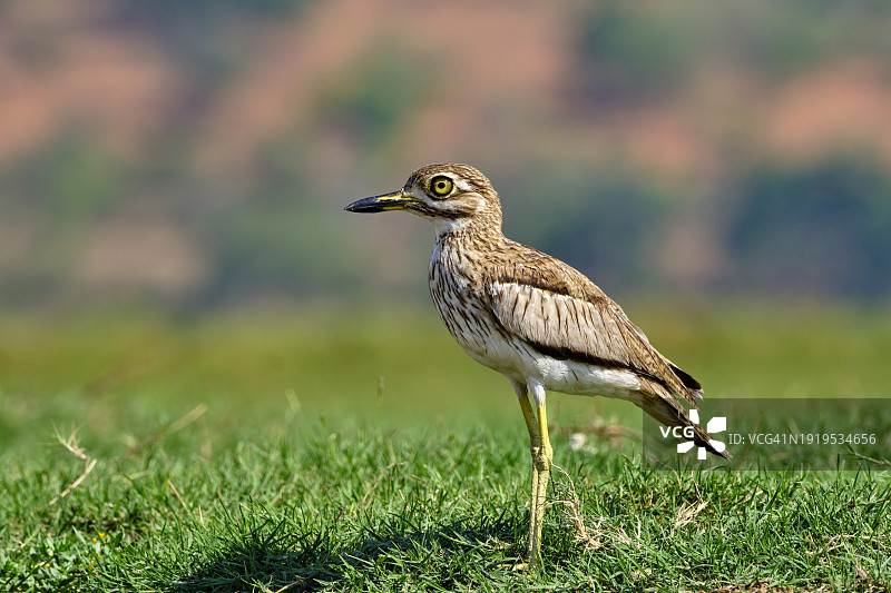 博茨瓦纳西北部区乔贝国家公园图片素材