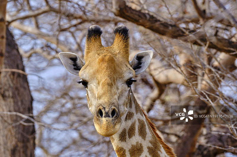 津巴布韦，万基国家公园图片素材