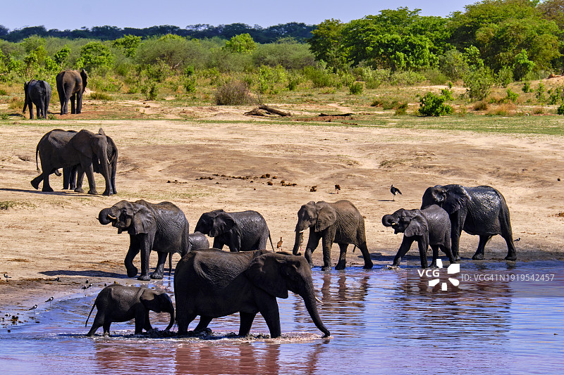 津巴布韦，万基国家公园图片素材