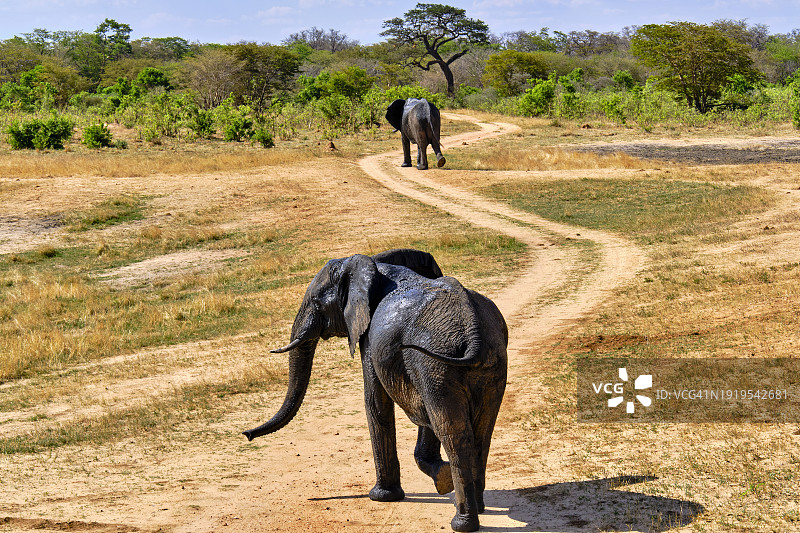 津巴布韦，万基国家公园图片素材