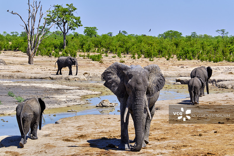津巴布韦，万基国家公园图片素材