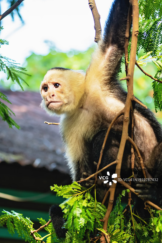 树上无忧无虑的白面卷尾猴图片素材