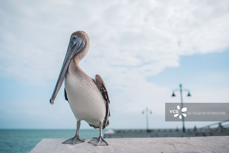 基韦斯特图片素材