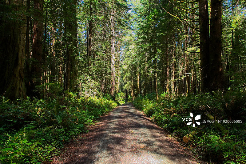 加利福尼亚州新月城杰迪代亚·史密斯红杉州立公园图片素材