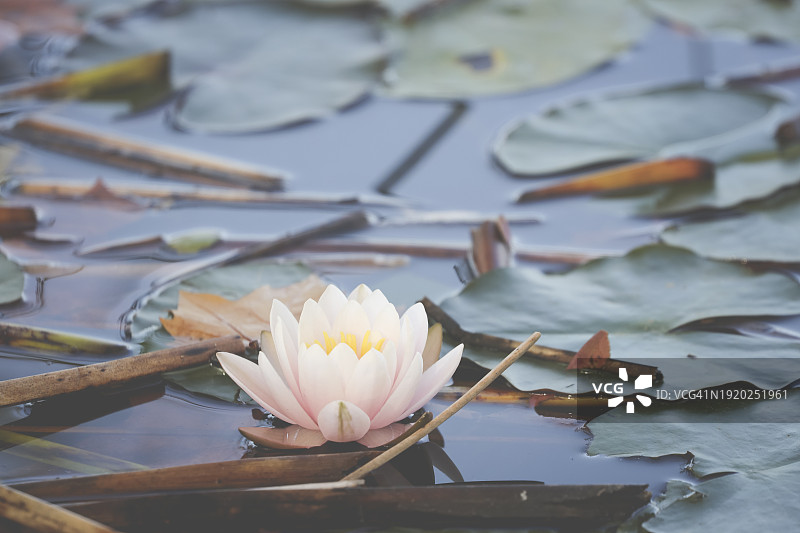 西班牙加泰罗尼亚赫罗纳巴尼奥莱斯池塘中漂浮的睡莲特写图片素材