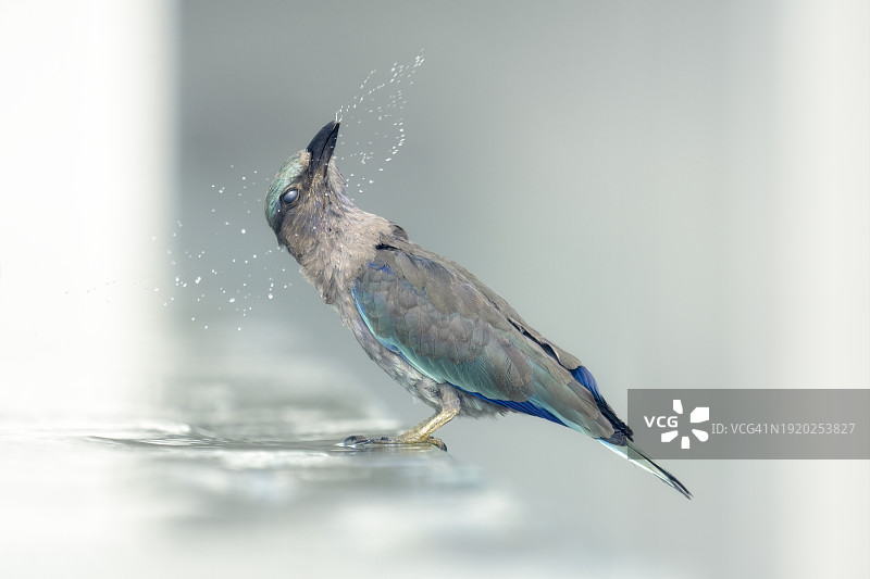 蓝胸佛法僧（Coracias benghalensis）站在澳大利亚游泳池边戏水图片素材