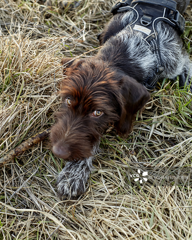 冬天遛狗图片素材