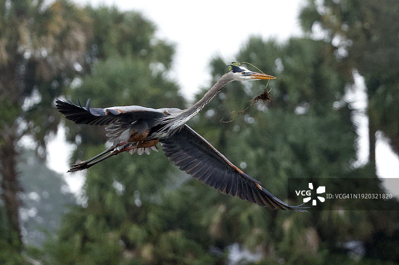 瓦科达哈奇湿地的大蓝鹭图片素材