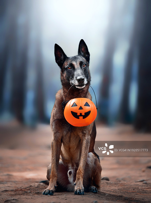 人行道上拿着南瓜灯的纯种护羊犬肖像图片素材