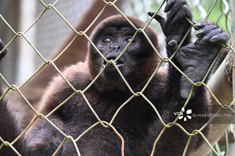 坐在树上向远处看的猴子特写图片素材