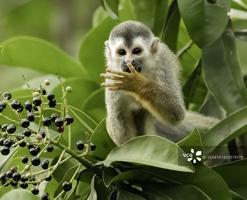 红松鼠在树上吃香蕉特写图片素材