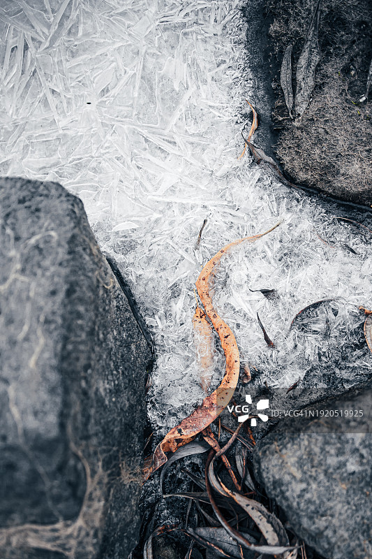 冰中的树叶和石头图片素材