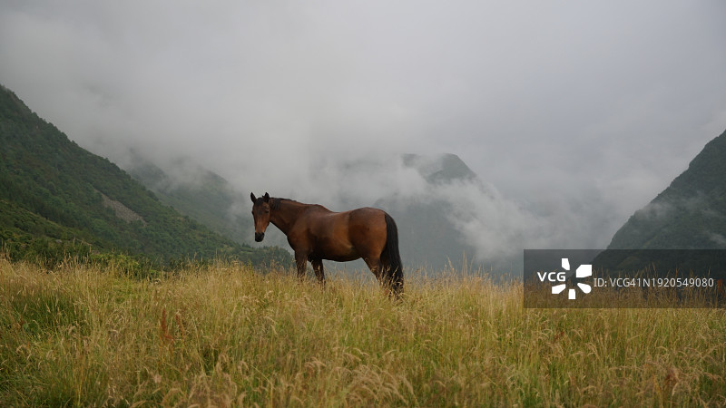站在田野上，以天空为背景的马的肖像图片素材