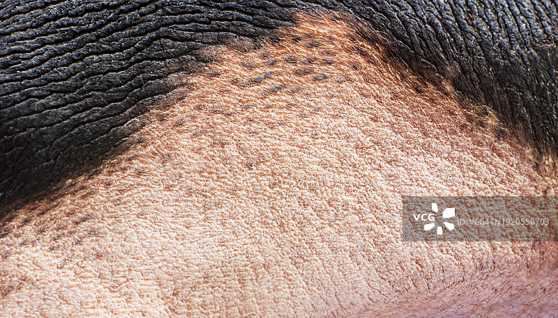 猪皮纹理的微距照片，乌克兰图片素材