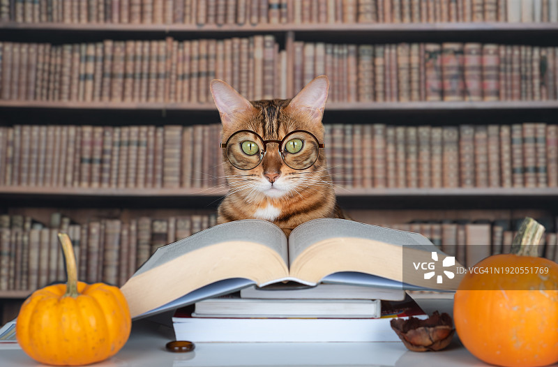 戴眼镜的猫在图书馆里的一本打开的书旁边图片素材