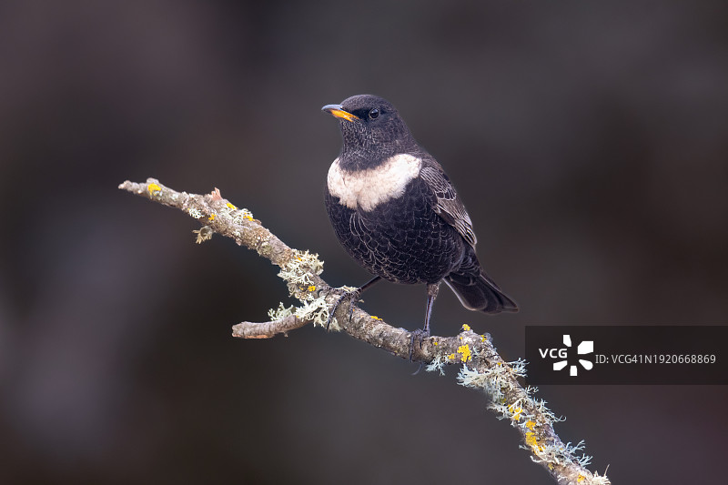灌木枝上的白帽黑鸟图片素材