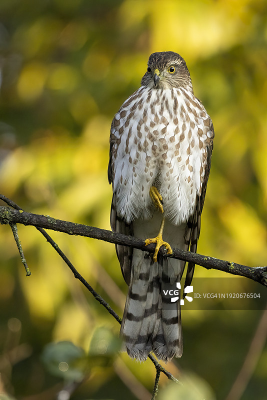 幼年北美小鹰栖息图片素材