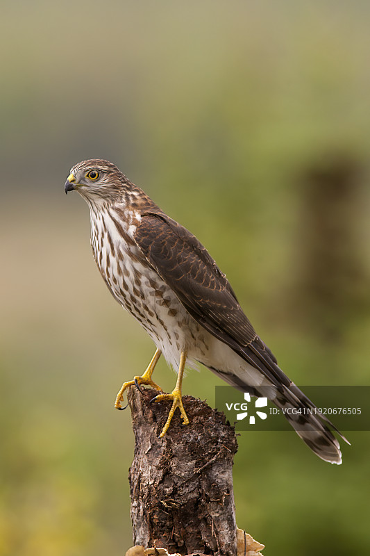 幼年北美小鹰栖息图片素材