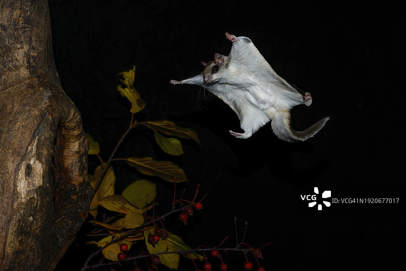 南方飞鼠夜间滑翔图片素材