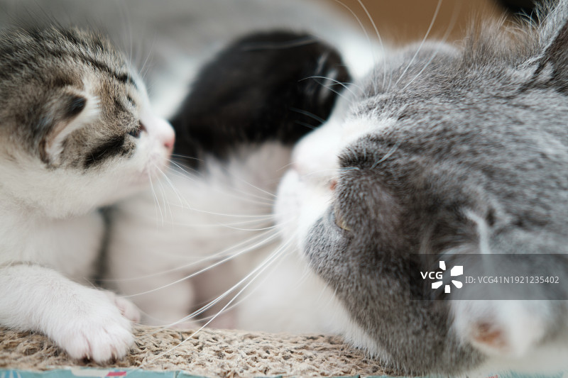 母猫和她的幼崽图片素材