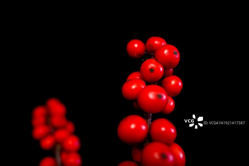 北美冬青盆栽图片素材