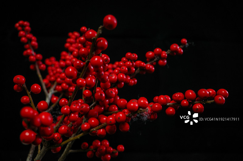 北美冬青盆栽图片素材