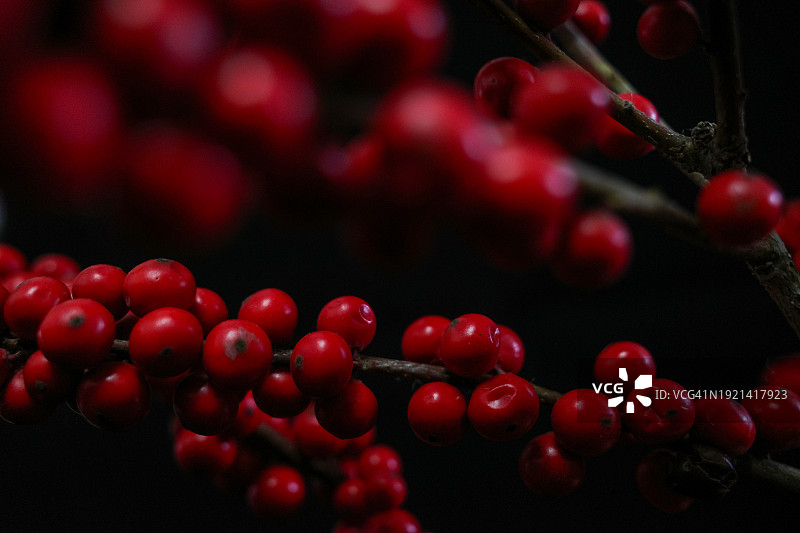 北美冬青盆栽图片素材