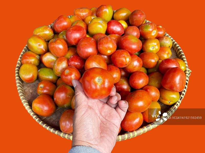 西红柿图片素材