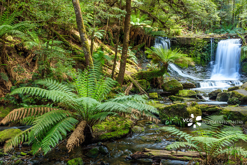 塔斯马尼亚Mount Field国家公园的森林与蕨类植物图片素材