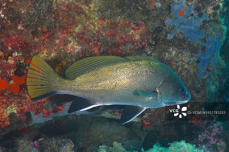 地中海伊埃雷斯附近棕色石首鱼,法国普罗旺斯-阿尔卑斯-蓝色海岸吉恩斯半岛潜水点,欧洲图片素材