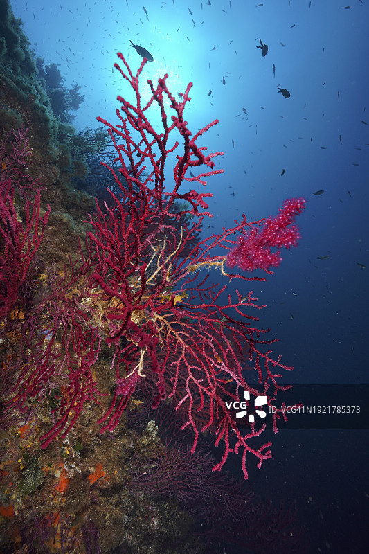 地中海的紫红色海鞭珊瑚图片素材