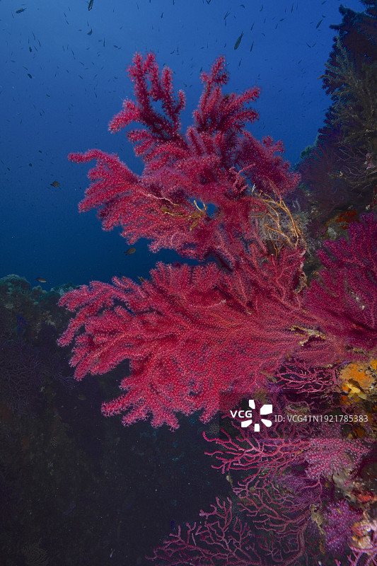 地中海里的紫红色海鞭珊瑚图片素材