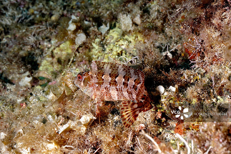 地中海中的多姆波特鳚图片素材