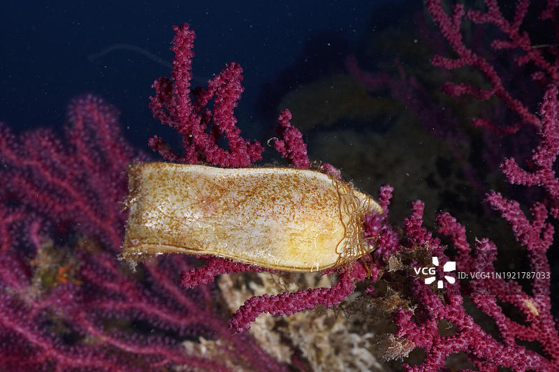 地中海海域的卵鞘和海鞭图片素材