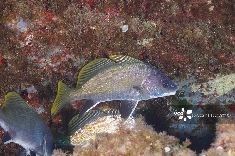 地中海伊埃雷斯附近棕色石首鱼,法国普罗旺斯-阿尔卑斯-蓝色海岸吉恩斯半岛潜水点,欧洲图片素材