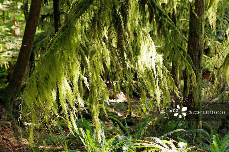 加拿大不列颠哥伦比亚省温哥华岛大教堂 grove 中,覆盖着苔藓的花旗松树干,浓密的胡须地衣,北美图片素材