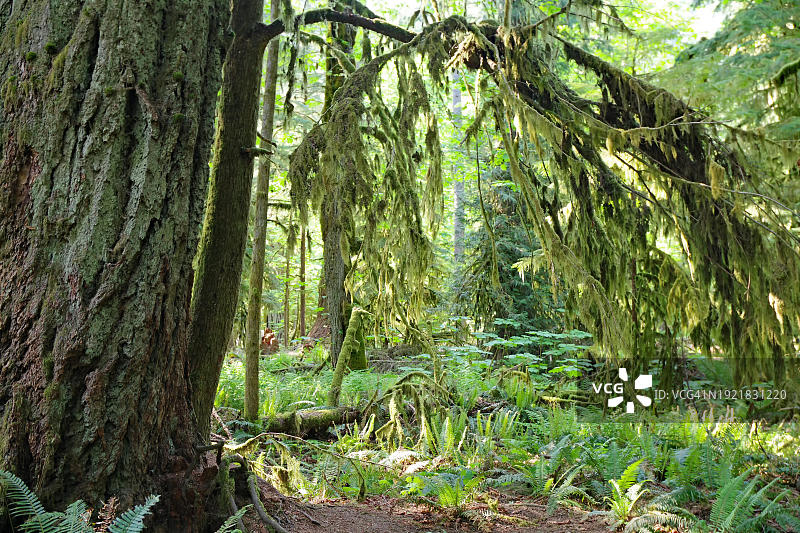 加拿大温哥华岛麦克米兰公园大教堂 grove 的巨大道格拉斯冷杉,上面长满了苔藓和地衣图片素材